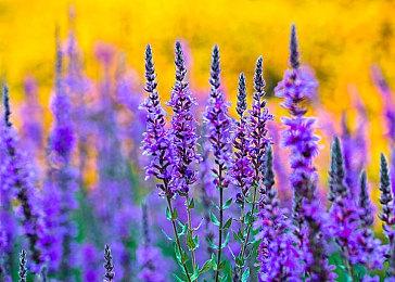 《最终幻想7核心危机：重聚》TGS 13分钟新实机演示